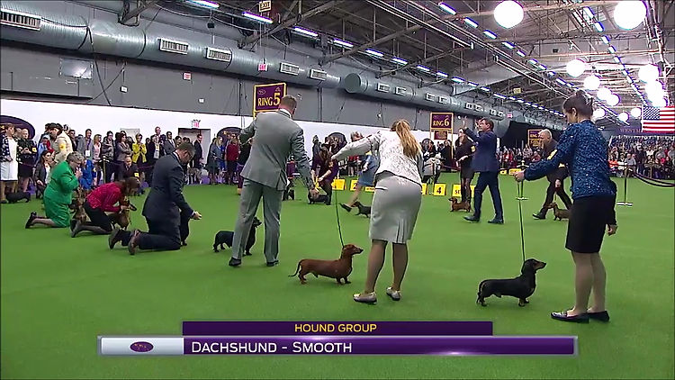Lincoln competing for Best of Variety at the 2017 Westminster Kennel Club